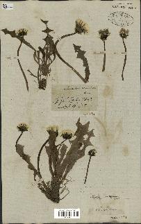 spécimen de Taraxacum officinale