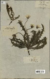 spécimen de Taraxacum officinale