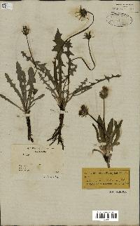 spécimen de Taraxacum officinale