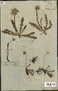 spécimen de Taraxacum palustre