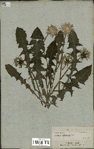 spécimen de Taraxacum officinale