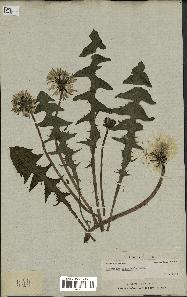 spécimen de Taraxacum officinale