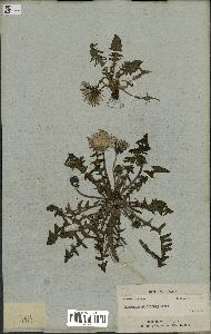 spécimen de Taraxacum officinale