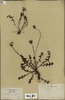 spécimen de Taraxacum officinale