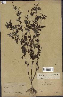 spécimen de Bidens bipinnata