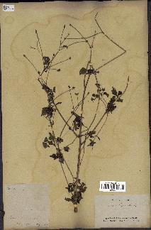 spécimen de Bidens bipinnata