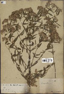 spécimen de Eupatorium sp.