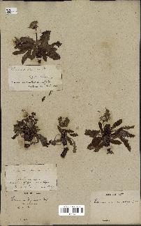 spécimen de Taraxacum officinale