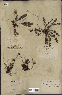 spécimen de Taraxacum officinale