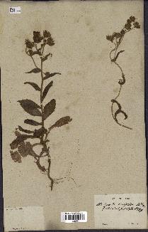 spécimen de Andryala laxiflora