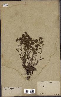 spécimen de Andryala laxiflora