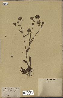 spécimen de Andryala laxiflora