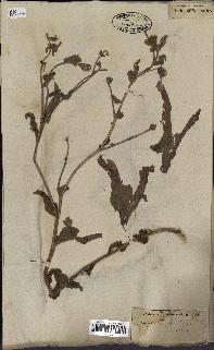 spécimen de Andryala laxiflora