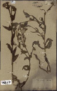 spécimen de Andryala laxiflora