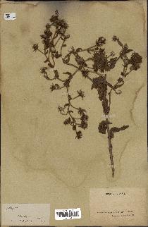 spécimen de Andryala laxiflora