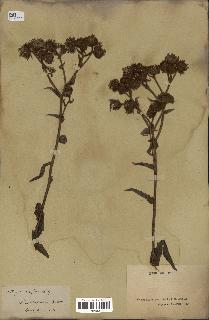 spécimen de Andryala laxiflora