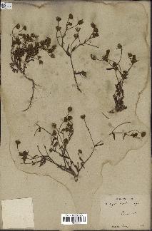 spécimen de Andryala laxiflora