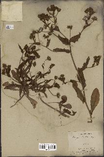 spécimen de Andryala laxiflora