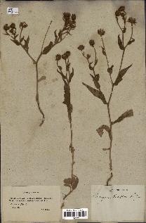 spécimen de Andryala laxiflora