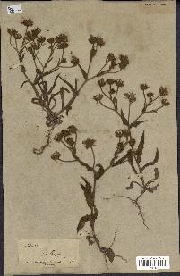 spécimen de Andryala laxiflora