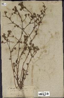 spécimen de Andryala laxiflora