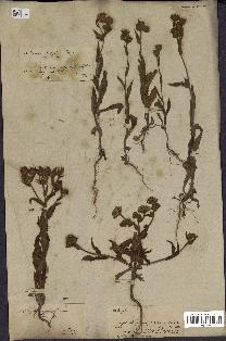 spécimen de Andryala laxiflora