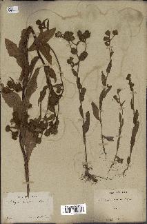 spécimen de Andryala laxiflora