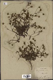 spécimen de Andryala laxiflora