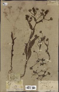 spécimen de Andryala laxiflora