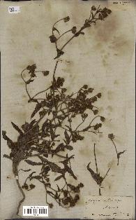 spécimen de Andryala laxiflora