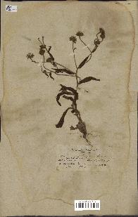 spécimen de Andryala laxiflora