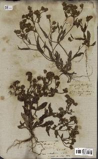 spécimen de Andryala laxiflora