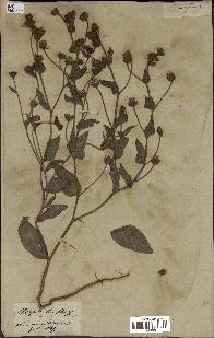 spécimen de Andryala laxiflora