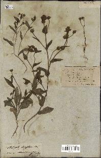spécimen de Andryala laxiflora