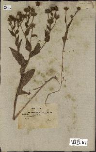 spécimen de Andryala laxiflora