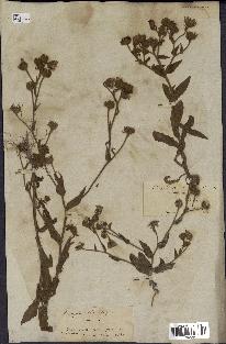 spécimen de Andryala laxiflora