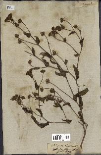 spécimen de Andryala laxiflora
