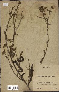 spécimen de Andryala laxiflora