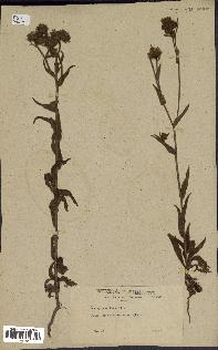 spécimen de Andryala laxiflora