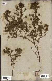 spécimen de Andryala laxiflora