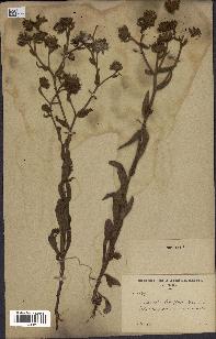 spécimen de Andryala laxiflora
