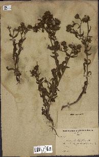 spécimen de Andryala laxiflora