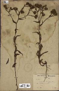 spécimen de Andryala laxiflora