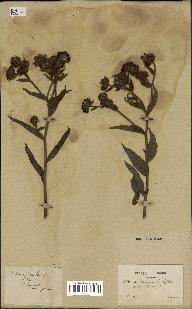 spécimen de Andryala laxiflora