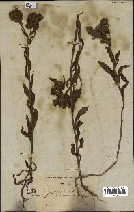 spécimen de Andryala laxiflora