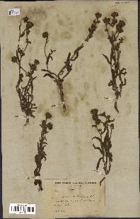 spécimen de Andryala laxiflora