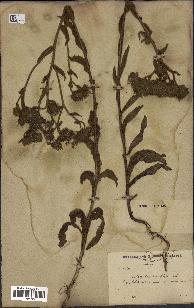 spécimen de Andryala laxiflora