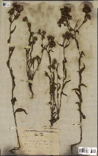 spécimen de Andryala laxiflora