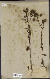 spécimen de Andryala laxiflora