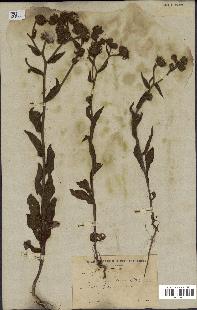 spécimen de Andryala laxiflora